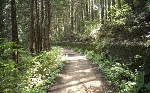 青梅市の自然豊かな里山